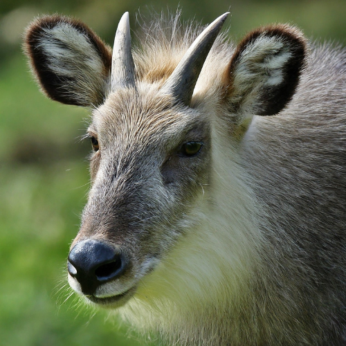 Japanese serow