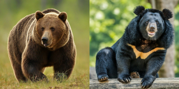 brown bear and Asian black bear