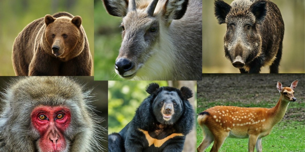 Wildlife in Japanese mountains